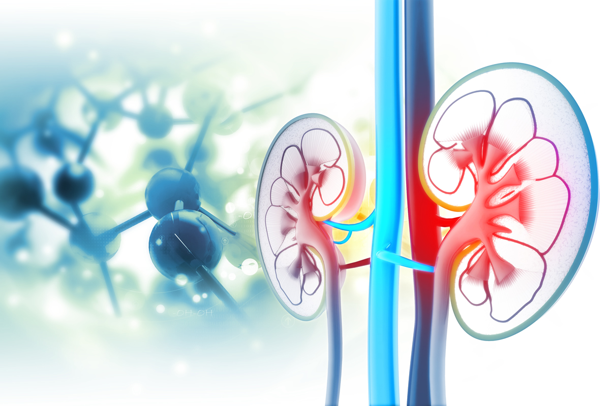 kidney006.jpg